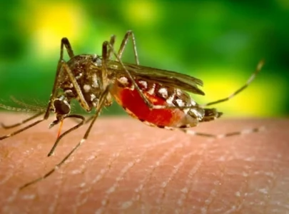 brazil reports first oropouche yellow fever deaths
